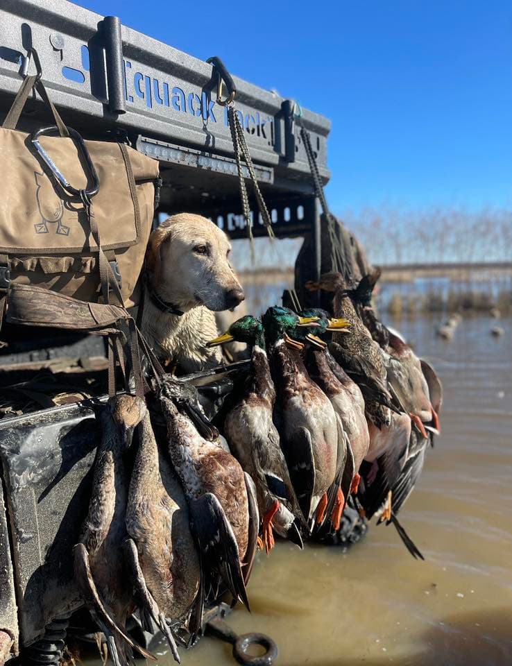Mallard Limit