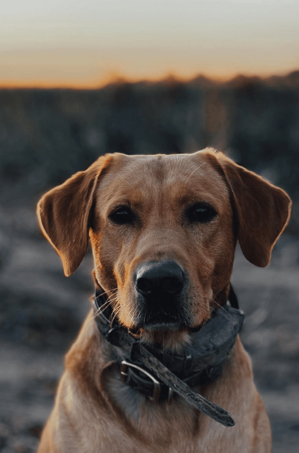 Knox