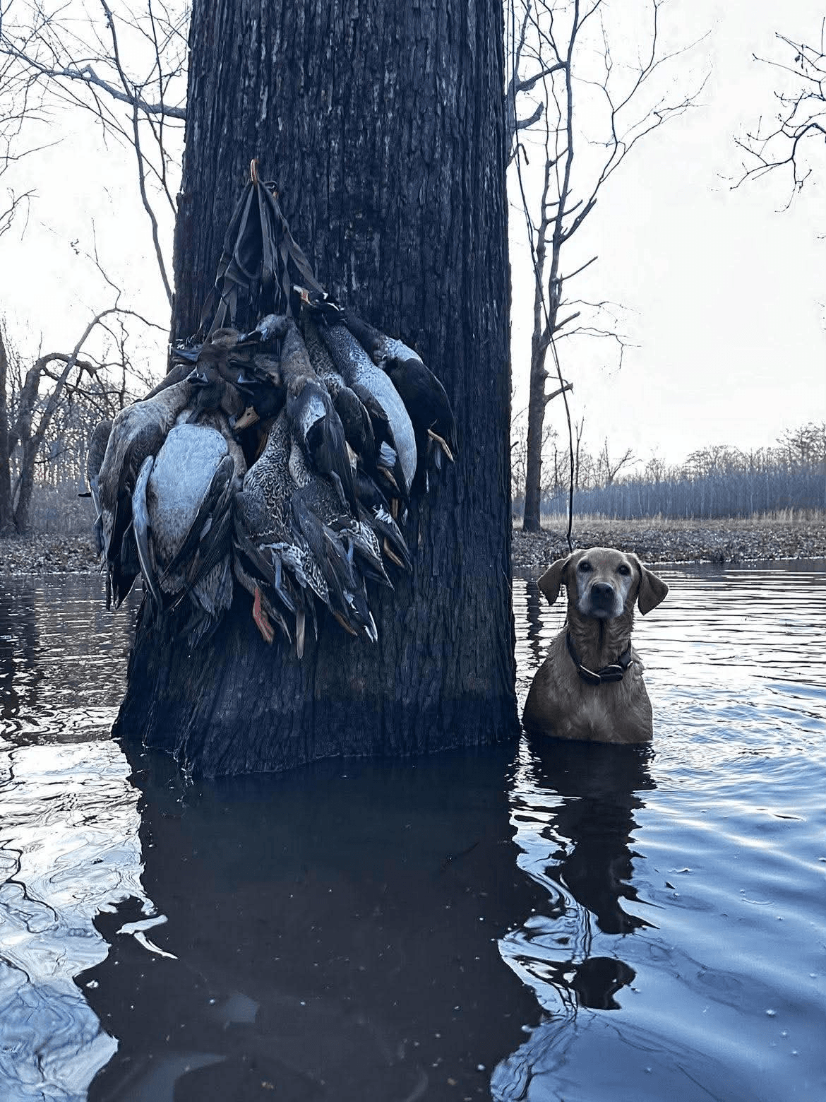 Sadie